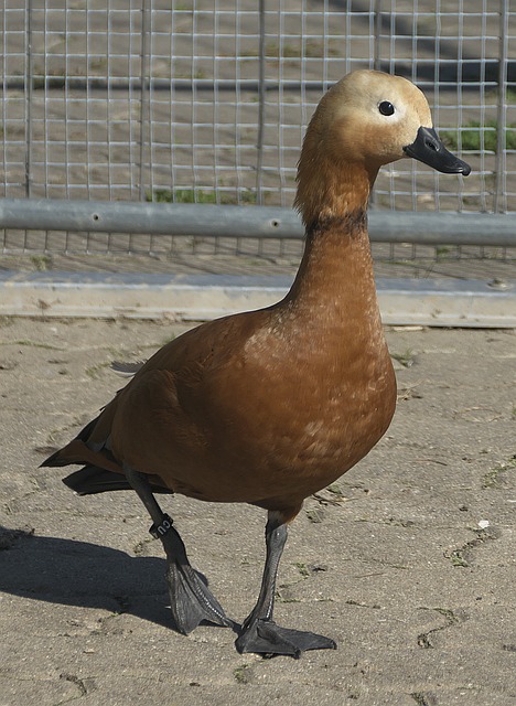 步上扬关
